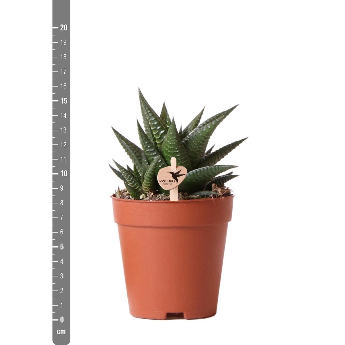 Kolibri Greens | Green Plant - Succulent Haworthia Limifolia Pot size Ø9cm | green houseplant - fresh from the grower by Kolibri Company