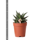 Kolibri Greens | Green Plant - Succulent Haworthia Limifolia Pot size Ø9cm | green houseplant - fresh from the grower by Kolibri Company
