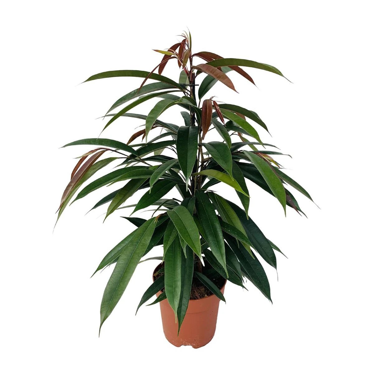 Ficus Binnendijkii 'Amstel King' P17 - Ø17cm - ↕75cm by MEERgroothandel Planten