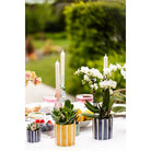 Hummingbird Greens | Mix of green plants + Painted Stripe decorative pots - pot size Ø9cm & Ø6cm | flowering houseplants - fresh from the grower by Kolibri Company