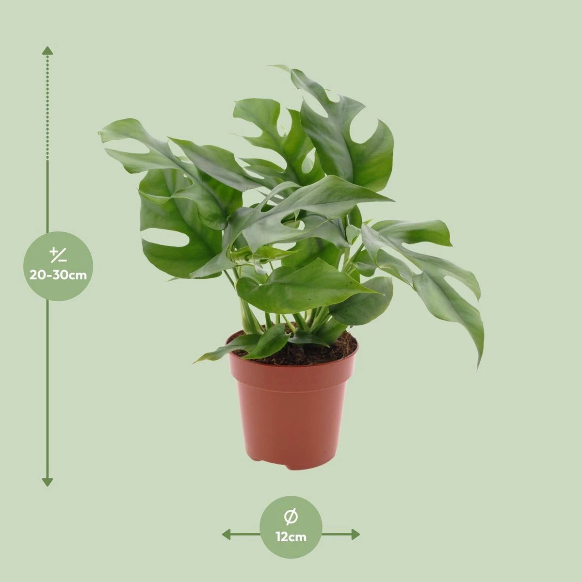 Monstera Minima - Ø12cm - ↕25cm by MEERgroothandel Planten