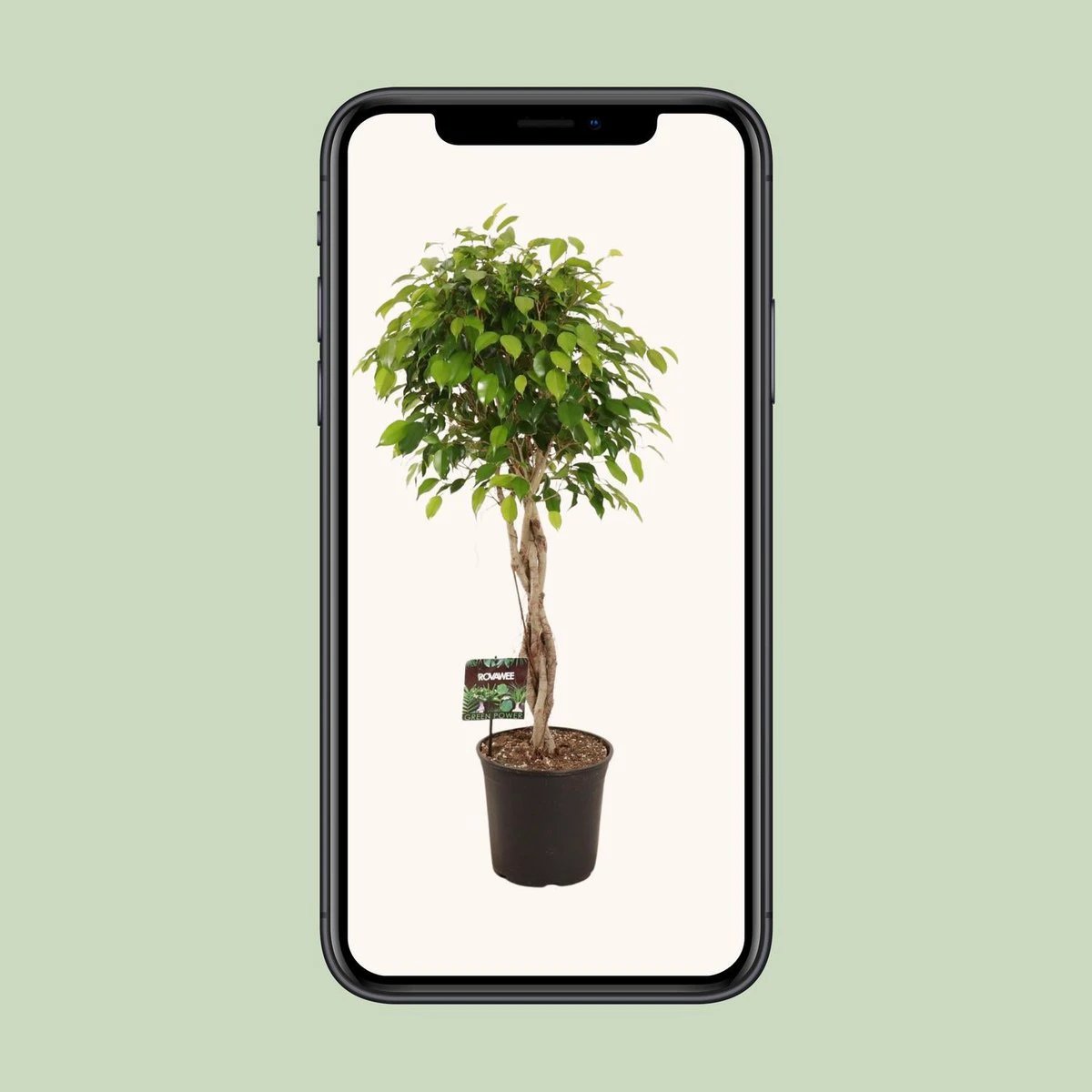 Ficus Benjamina Exotica – Ø27 cm – ↕120 cm von MEERgroothandel Planten