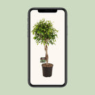 Ficus Benjamina Exotica – Ø27 cm – ↕120 cm von MEERgroothandel Planten