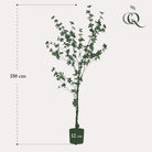 Kunstplant - Tropseolum attractive - Oost Indistent - 150 cm by Green boutiQ