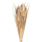 Trockenblumen 20x6x80 cm von Clayre & Eef.