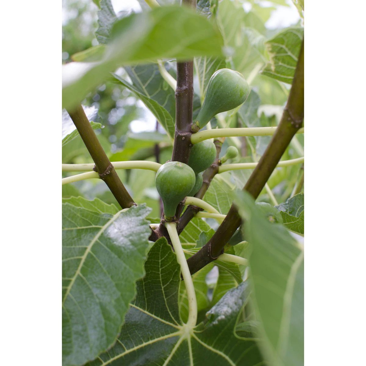 Ficus Gustissimo Perretta – Ø19 cm – ↕50 cm – Ø13 – ↨45 cm von MEERgroothandel Planten