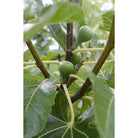 Ficus Gustissimo Perretta – Ø19 cm – ↕50 cm – Ø13 – ↨45 cm von MEERgroothandel Planten