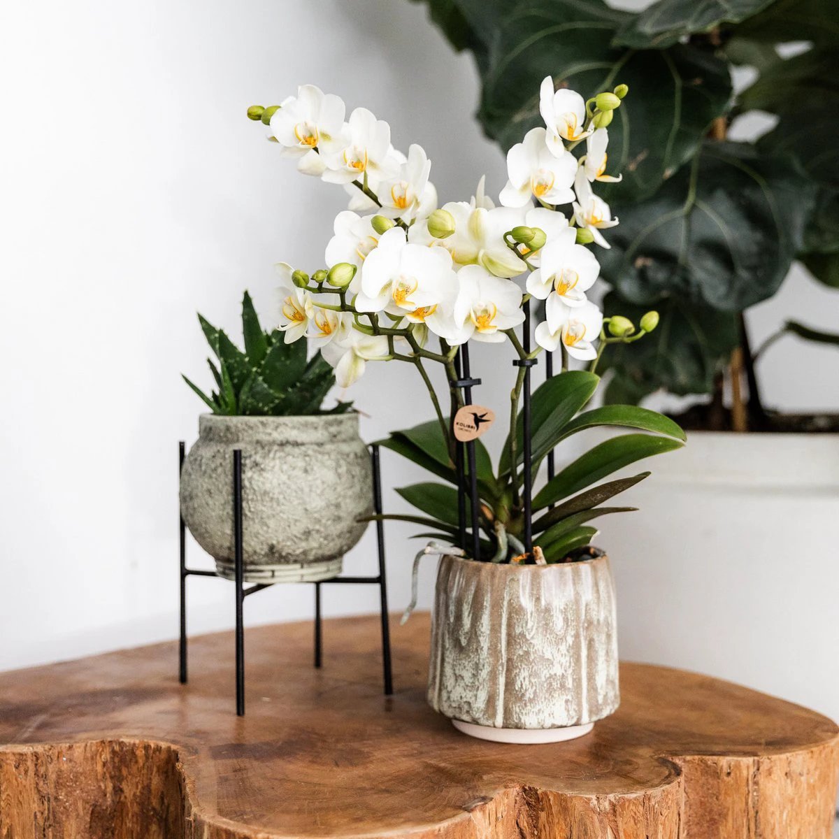 Hummingbird Home | Plant stand - Black metal plant raiser Ø12cm by Kolibri Company