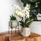 Hummingbird Home | Plant stand - Black metal plant raiser Ø12cm by Kolibri Company