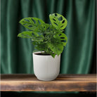 Monstera Monkey Leaf (Gatenplant) - Ø12cm - ↕30cm by MEERgroothandel Planten