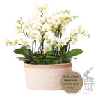 Kolibri Orchids | white plant set in Cotton basket incl. Water reservoir | Three white orchids Lausanne 9cm and three green plants | Jungle Bouquet White with self -sufficient water reservoir by Kolibri Company