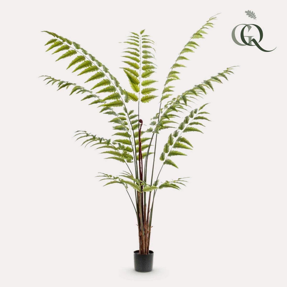 Art Plant - Rumohra Adiantiformis - The Leader Varge - 180 cm by Green boutiQ