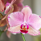 Kolibri-Orchideen | Kombi-Angebot mit 4 Phalaenopsis-Orchideen – Pirate Picotee – Topfgröße Ø12 cm | blühende Zimmerpflanze – frisch vom Züchter von Kolibri Company