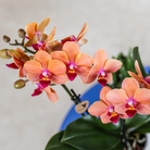 Kolibri-Orchideen | Orange Orchidee Bolzano + dekorativer Übertopf Star Fish – Topfgröße Ø9 cm | blühende Zimmerpflanze – frisch vom Züchter von Kolibri Company