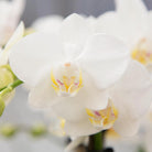 Kolibri Company | Geschenkset Inner Retreat | Pflanzenset mit weißer Phalaenopsis-Orchidee und Sukkulenten inkl. keramischer Dekotöpfe von Kolibri Company