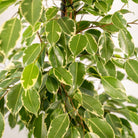 Ficus benjamina Goldenking - ↨95cm - Ø21cm + Topf Mayk Lead von MEERgroothandel Planten