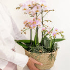Kolibri Home - Inlay with water reservoir with watering wicks for orchid bowl - watering system for orchids Ø25cm - Inlay 1x12 + 2x9 - Field Bouquet + 3x watering wicks by Kolibri Company