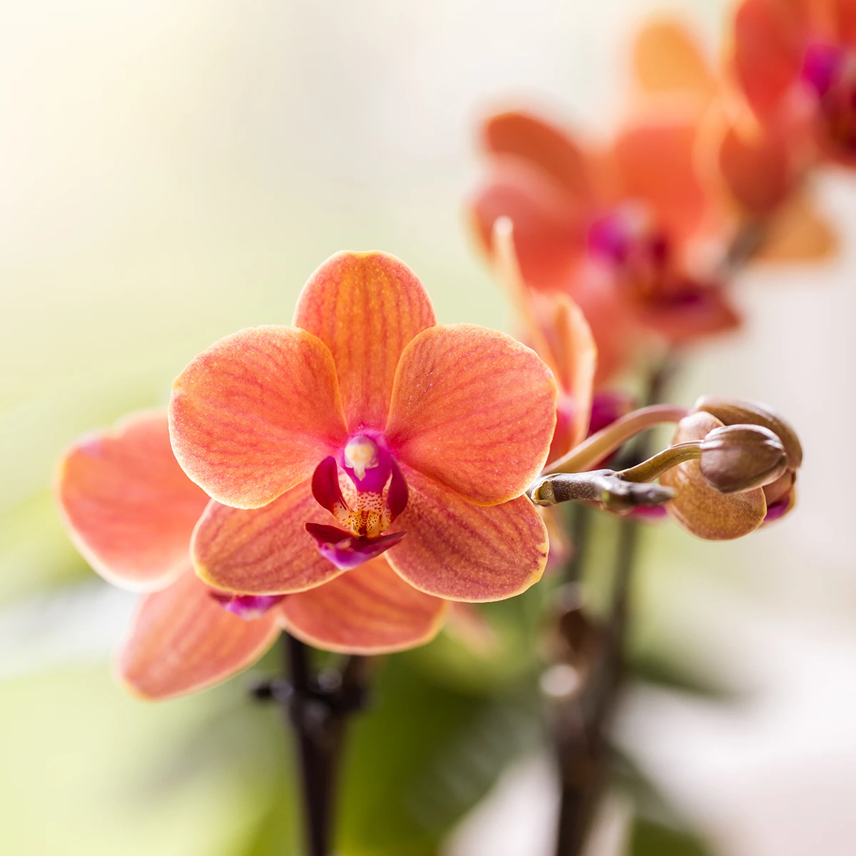Kolibri Orchids | Orange Orchid Set In Como Dish incl. Water reservoir | Three Orange Orchids Bolzano 9cm | Mono Bouquet Orange with self -sufficient water reservoir by Kolibri Company