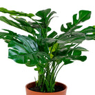 Monstera - Green, PE Plastic/Polyester/Wire/Cement, 40x40x45 cm by EMIRELLE