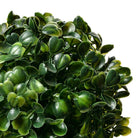 Buxus bole Ø 12 cm Green Plastic by Clayre & Eef.