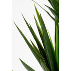 Kunstplant Yucca Cream by Mica Decorations