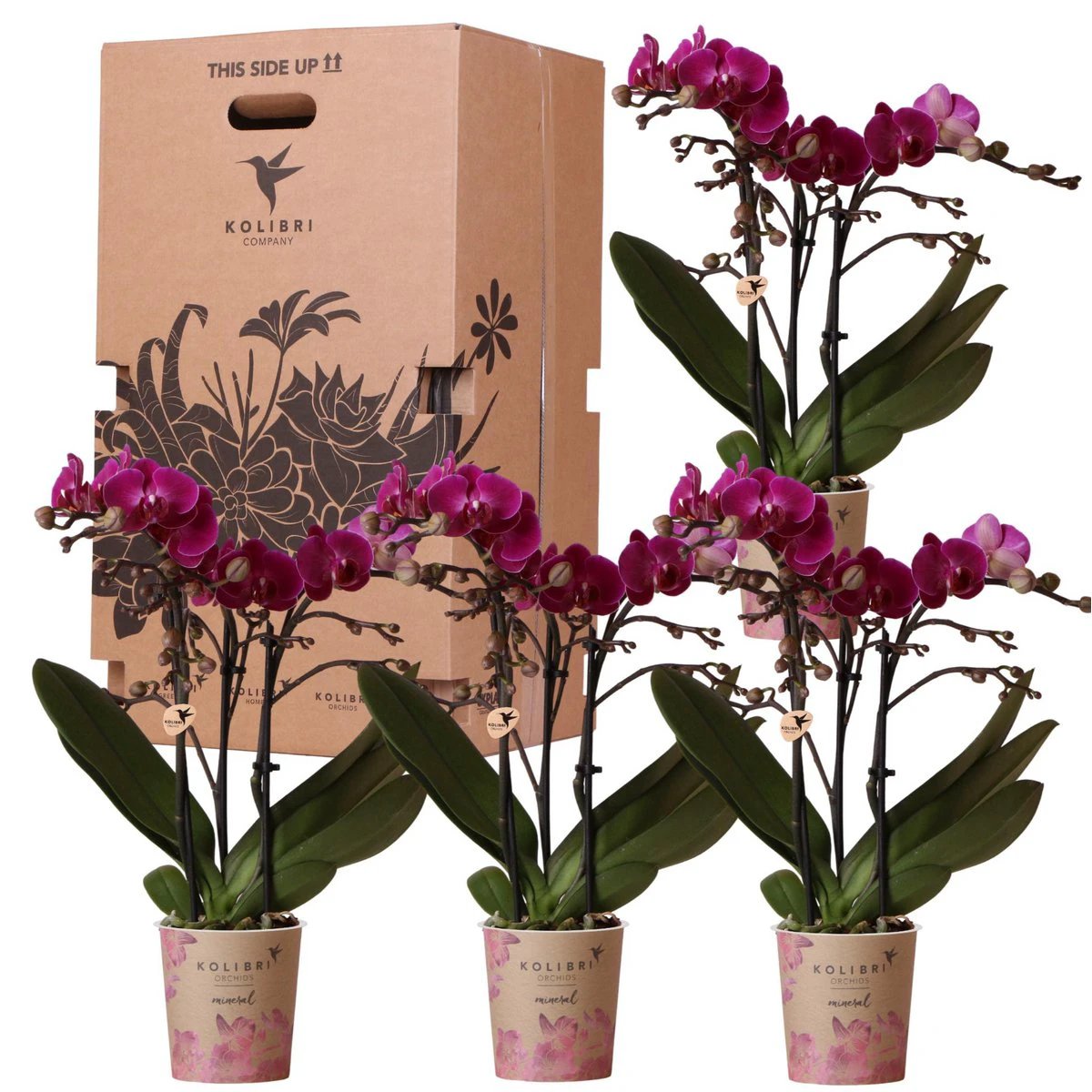 Kolibri Orchids - Surprise Box single -colored - Plants Advantage box - Surprise box with 4 different orchids - Fresh from the grower by Kolibri Company