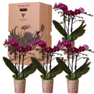 Kolibri Orchideen – Überraschungsbox einfarbig – Plants Advantage Box – Überraschungsbox mit 4 verschiedenen Orchideen – frisch vom Züchter von Kolibri Company