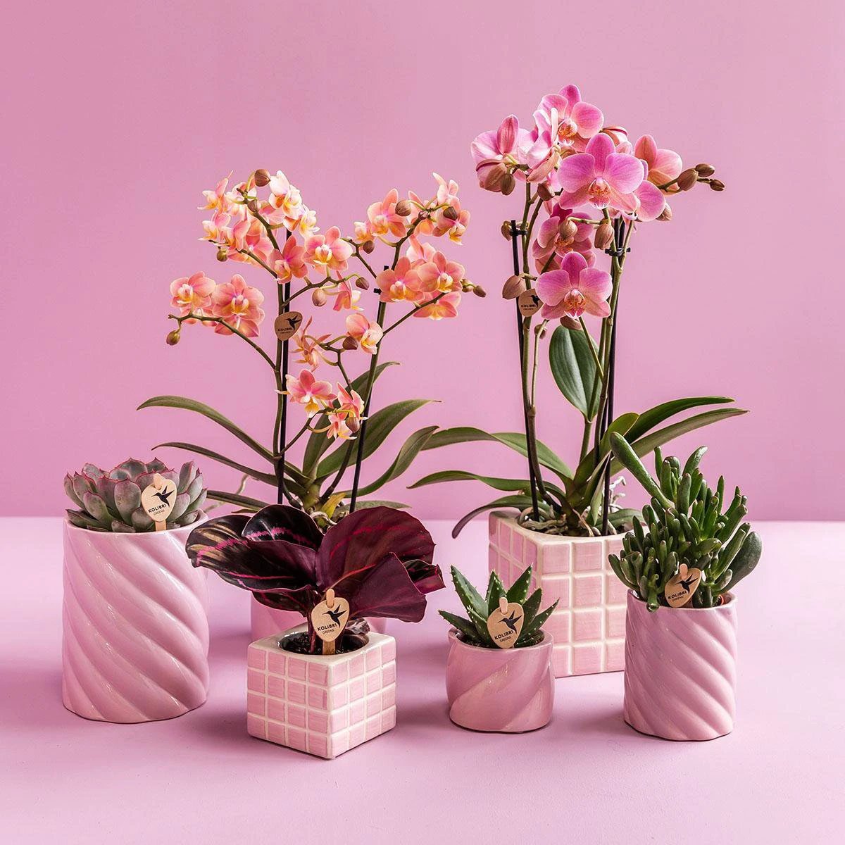 Kolibri Home | Candy sierpot - Pink - Ø6cm by Kolibri Company
