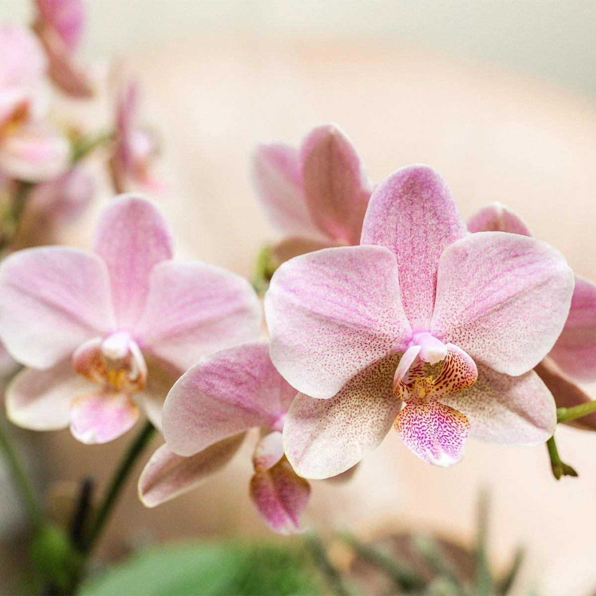 Kolibri Orchids I COMBI DEAL of 2 old pink Phalaenopsis orchids - Treviso - pot size Ø12cm | flowering houseplant - fresh from the grower by Kolibri Company
