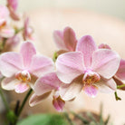 Kolibri Orchids I COMBI DEAL of 2 old pink Phalaenopsis orchids - Treviso - pot size Ø12cm | flowering houseplant - fresh from the grower by Kolibri Company