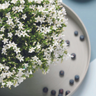 2x Campanula Addenda Ambella White in dekorativen Malaga-Töpfen – Topfgröße 12 cm – Staude – winterhart von Kolibri Company
