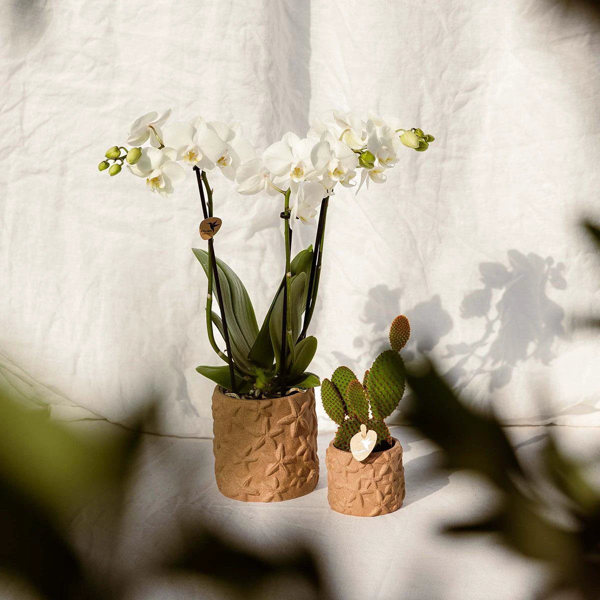Kolibri Home | Star Fish sierpot - Sand - Ø9cm by Kolibri Company