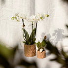 Kolibri Home | Star Fish sierpot - Sand - Ø9cm by Kolibri Company