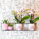 Colibr Orchids | white Phalaenopis orchid pot measure Ø9cm | Gibraltar | -driving room plant - freshly from the grower by Kolibri Company