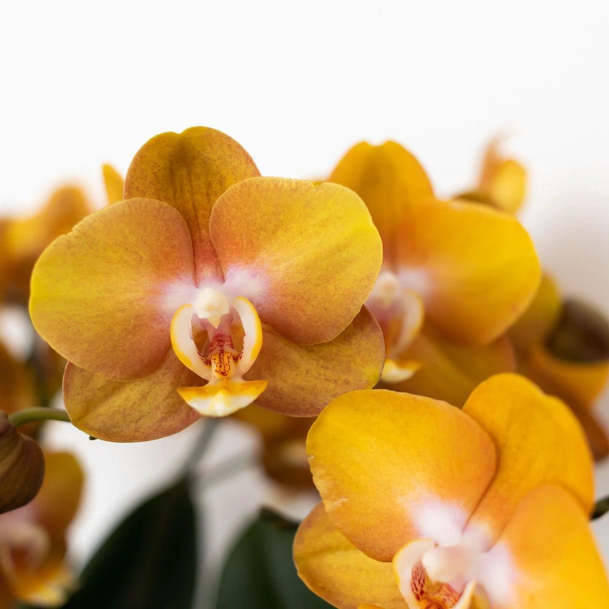 Colibr Orchids | orange gold Phalaenopsis orchid potmate Ø12cm | Jewide Las Vegas | -driving room plant - freshly from the grower by Kolibri Company