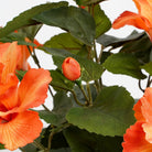 Artificial plant Hibiscus Orange by Mica Decorations