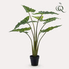 Künstliche Pflanze – Alocasia Frydek – Elefantenohr – 100 cm von Green boutiQ