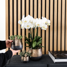 Hummingbird Orchids | COMBI DEAL of 4 white orchids - Ghent - pot size Ø12cm | flowering houseplant - fresh from the grower by Kolibri Company