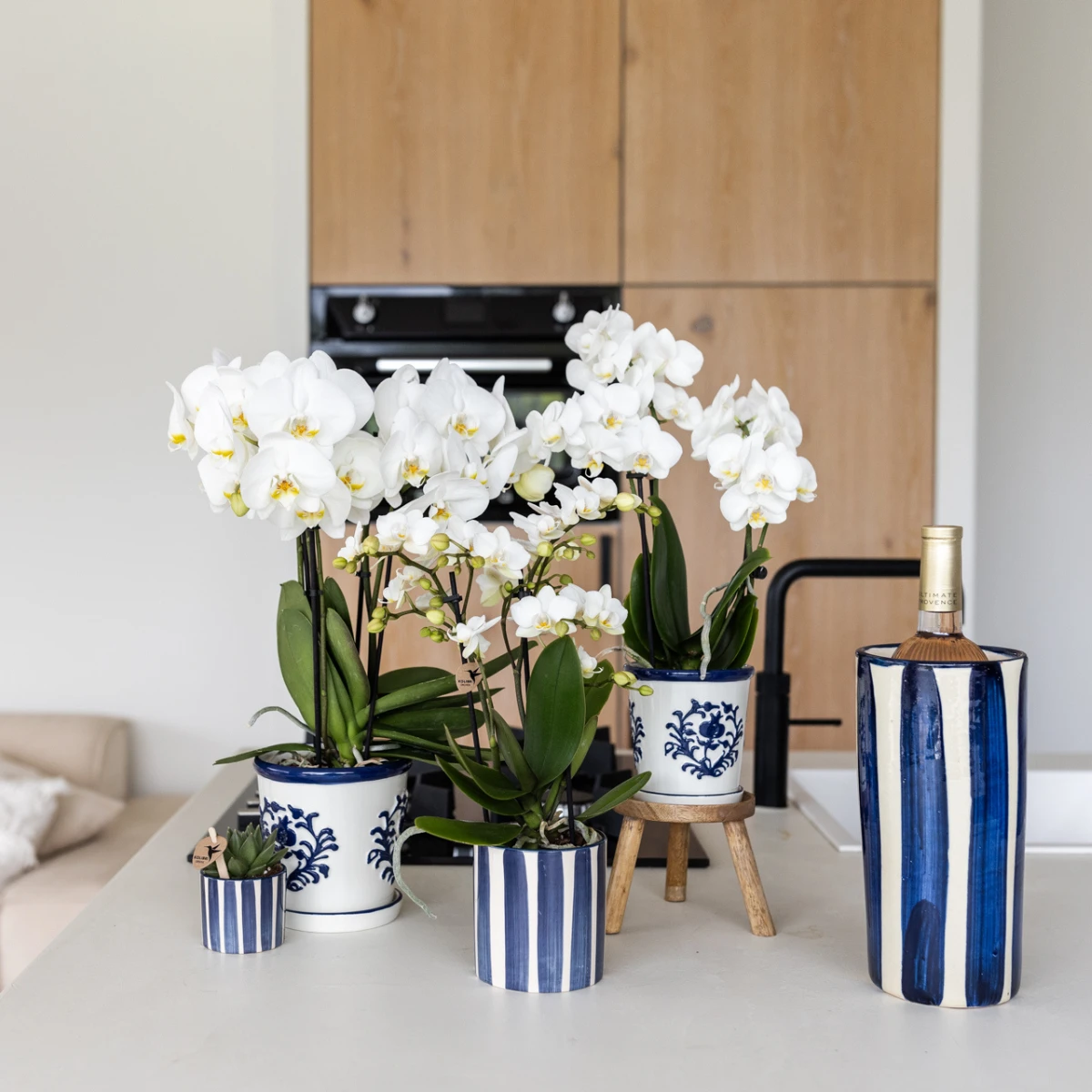 Kolibri Orchids | Set van witte Phalaenopsis orchidee Amabilis en Succulent Crassula Hobbit in Painted Stripe pot blauw - potmaat Ø9cm + Ø6cm | bloeiende kamerplant - vers van de kweker by Kolibri Company