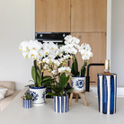 Kolibri Orchids | Set van witte Phalaenopsis orchidee Amabilis en Succulent Crassula Hobbit in Painted Stripe pot blauw - potmaat Ø9cm + Ø6cm | bloeiende kamerplant - vers van de kweker by Kolibri Company