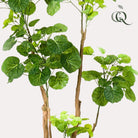 Kunstplant - Polyscias - Aralia - 135 cm by Green boutiQ
