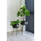 Monstera - Green, PE Plastic/Polyester/Wire/Cement, 40x40x45 cm by EMIRELLE