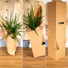 Ficus Lyrata - Rubber plant - Ø17cm - ↕75cm by MEERgroothandel Planten