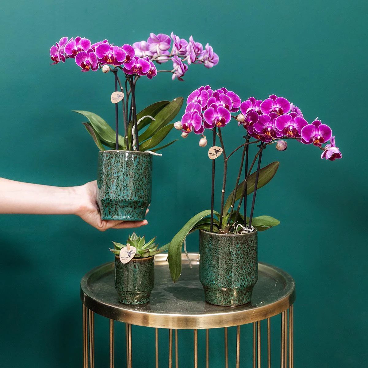 Hummingbird Home | Classy green - Ø6cm by Kolibri Company