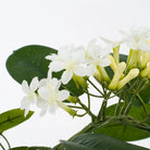 Kunstplant Stephanotis Wit by Mica Decorations