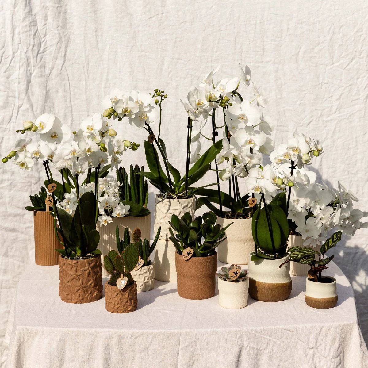Kolibri Home | Rustic sierpot - White - Ø6cm by Kolibri Company