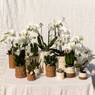 Kolibri Home | Rustic sierpot - White - Ø6cm by Kolibri Company