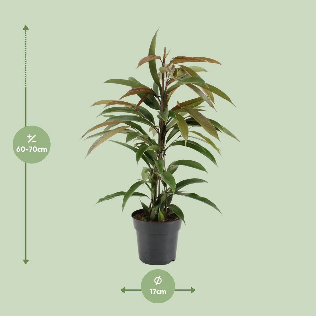 Ficus Binnendijkii Amstel King - Ø17cm - ↕70cm by MEERgroothandel Planten