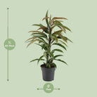 Ficus Binnendijkii Amstel King - Ø17cm - ↕70cm by MEERgroothandel Planten