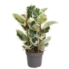 Ficus Elastica Tineke - Ø27cm - ↕100cm by MEERgroothandel Planten